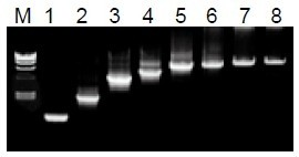 50μL 擴(kuò)增體系中，λDNA 為模板，擴(kuò)增 1kb~20kb 片段。