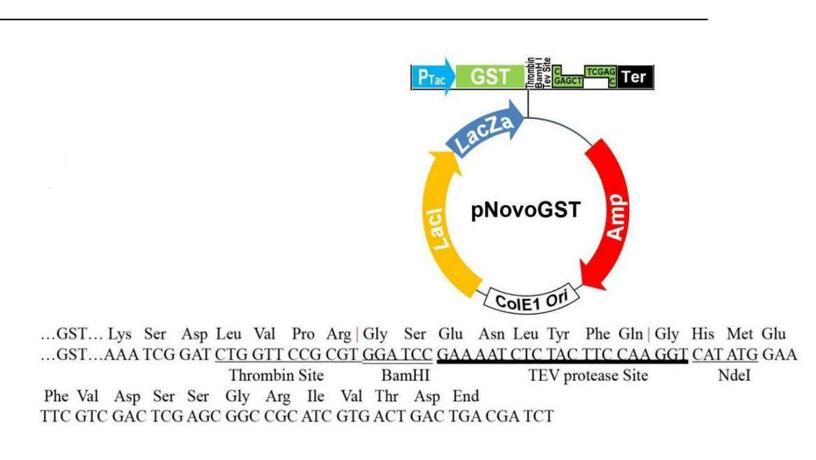 pGST 結(jié)構(gòu)圖