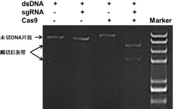 NLS-Cas9 Nuclease應(yīng)用實例