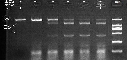 Cas9 Nuclease 做 DNA 片段切割活性檢測(cè)