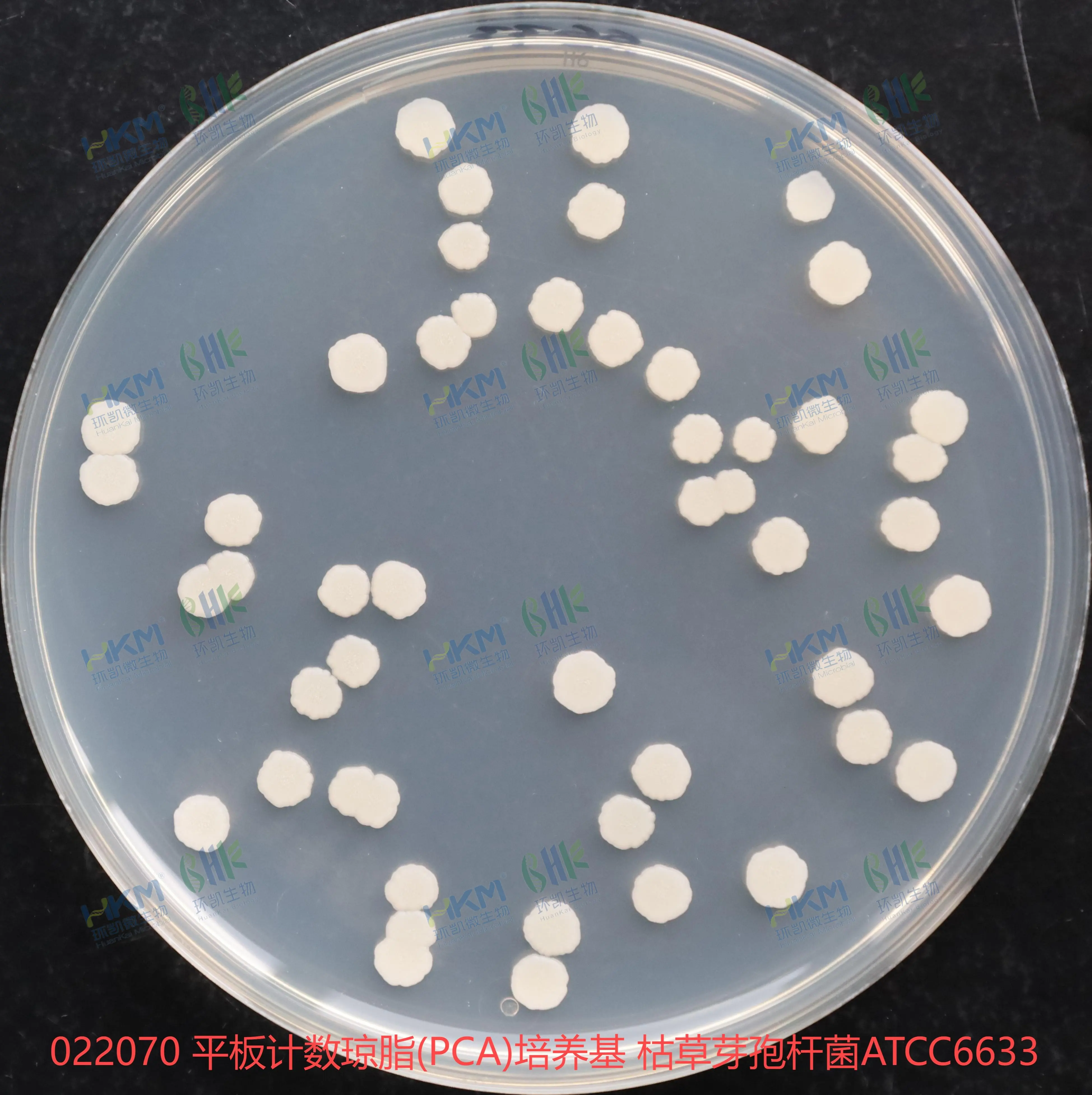 022070 平板計數(shù)瓊脂(PCA)培養(yǎng)基 枯草芽孢桿菌ATCC6633