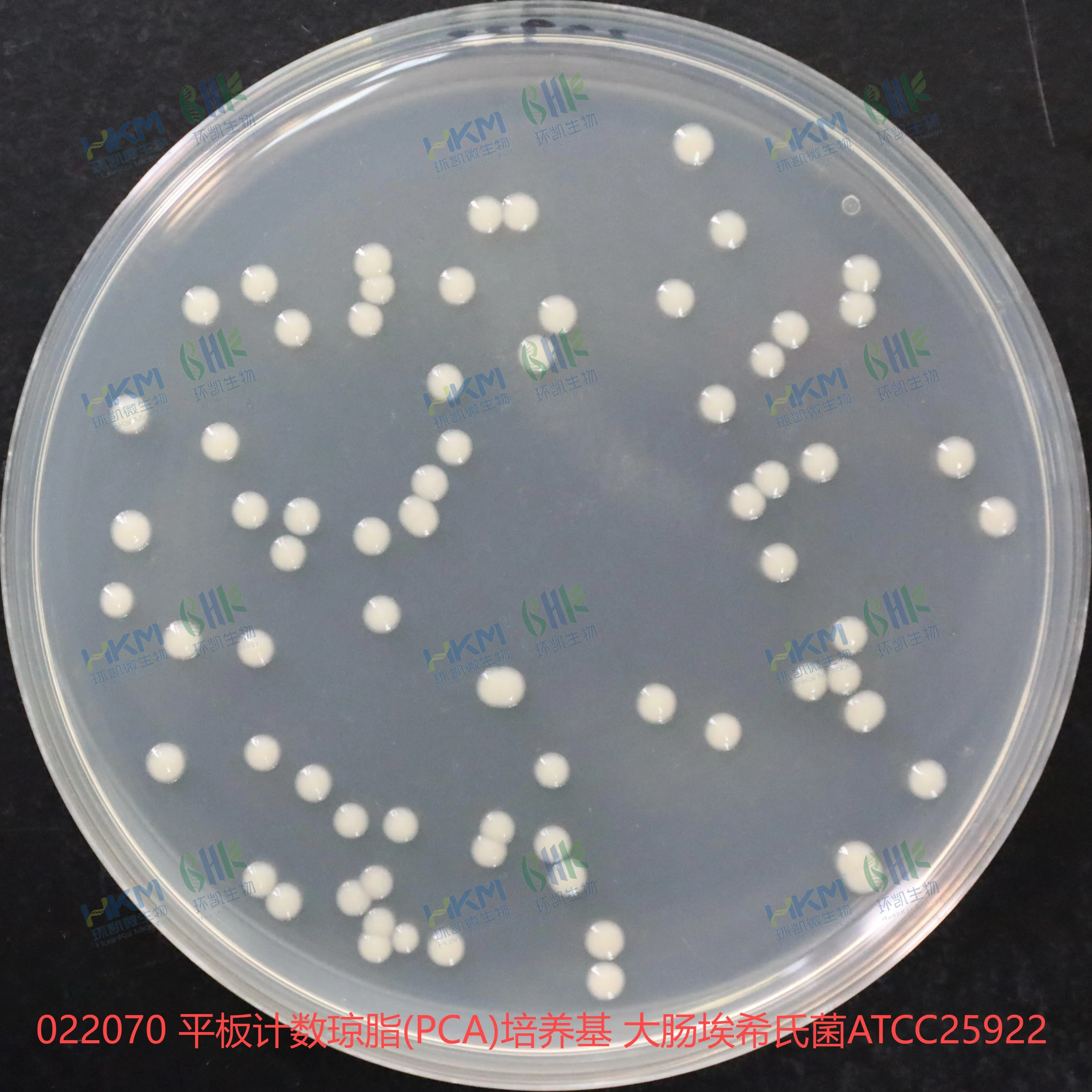 022070 平板計數(shù)瓊脂(PCA)培養(yǎng)基 大腸埃希氏菌ATCC25922 