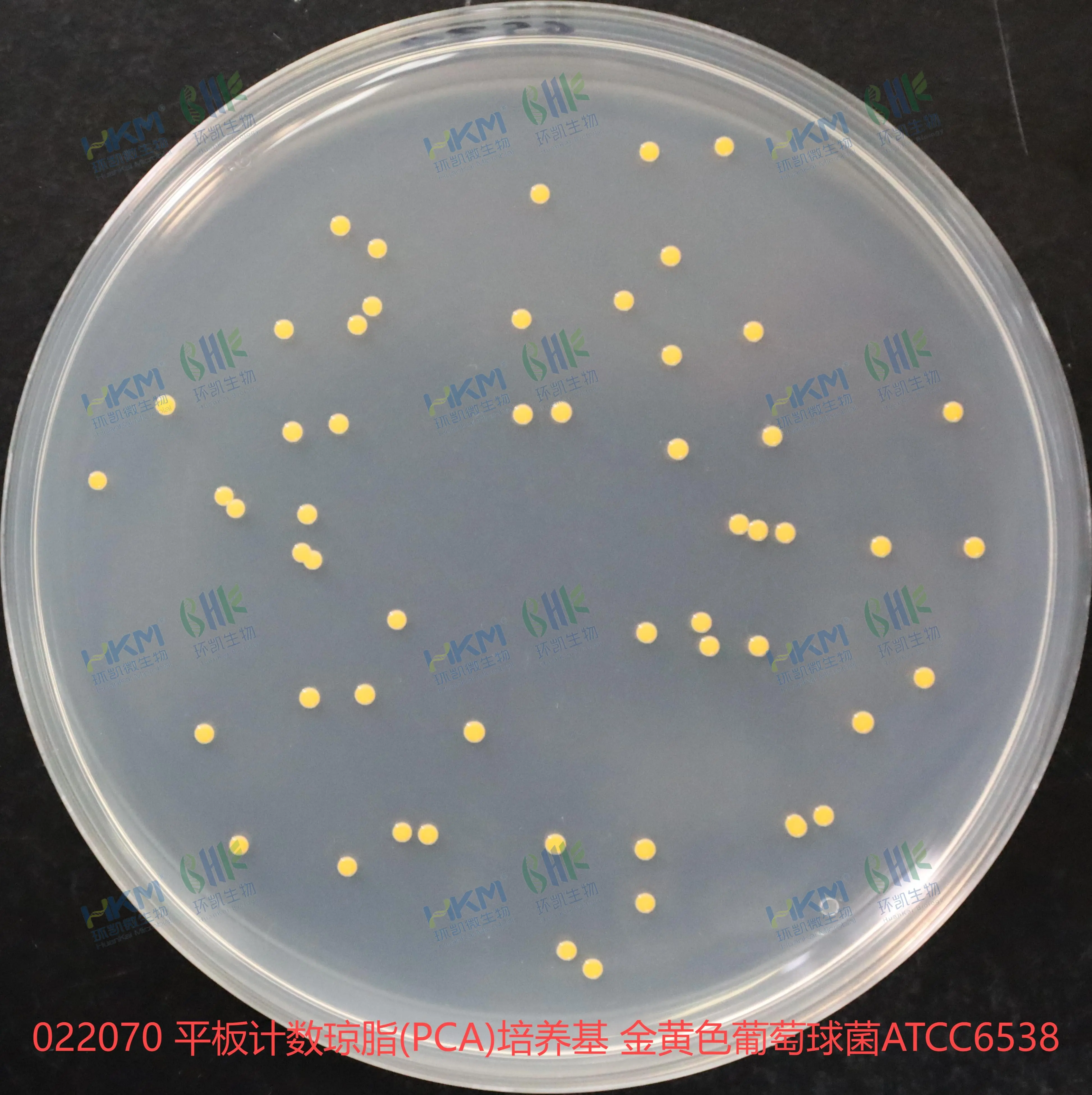 022070 平板計數(shù)瓊脂(PCA)培養(yǎng)基 金黃色葡萄球菌ATCC6538 