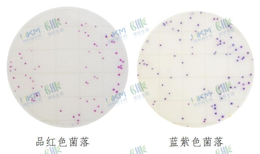 HandyPlate®金黃色葡萄球菌確認反應片判讀圖解