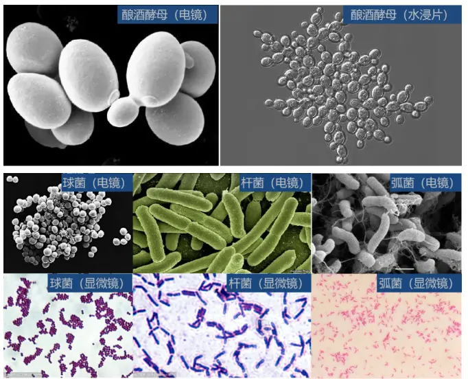 酵母菌：細(xì)胞通常有球狀、卵圓狀、橢圓狀、柱狀和香腸狀。