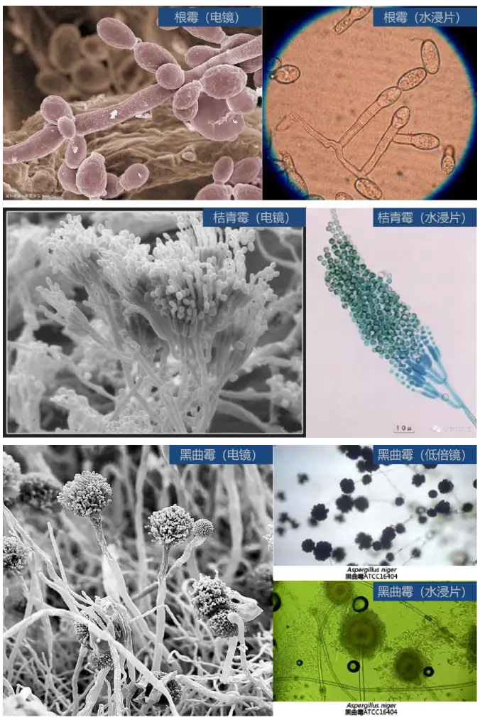 霉菌：細(xì)胞構(gòu)造與酵母菌相似，但外觀以菌絲體形式存在