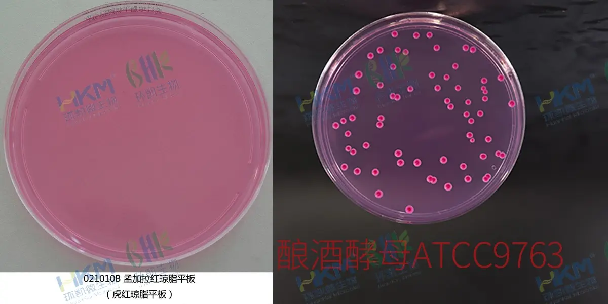 孟加拉紅平板培養(yǎng)基（釀酒酵母 ATCC9763）